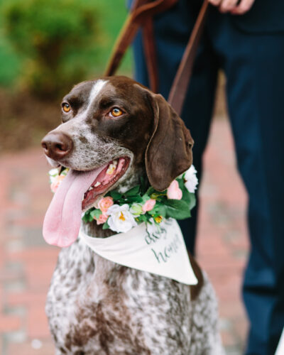 dogs in weddings