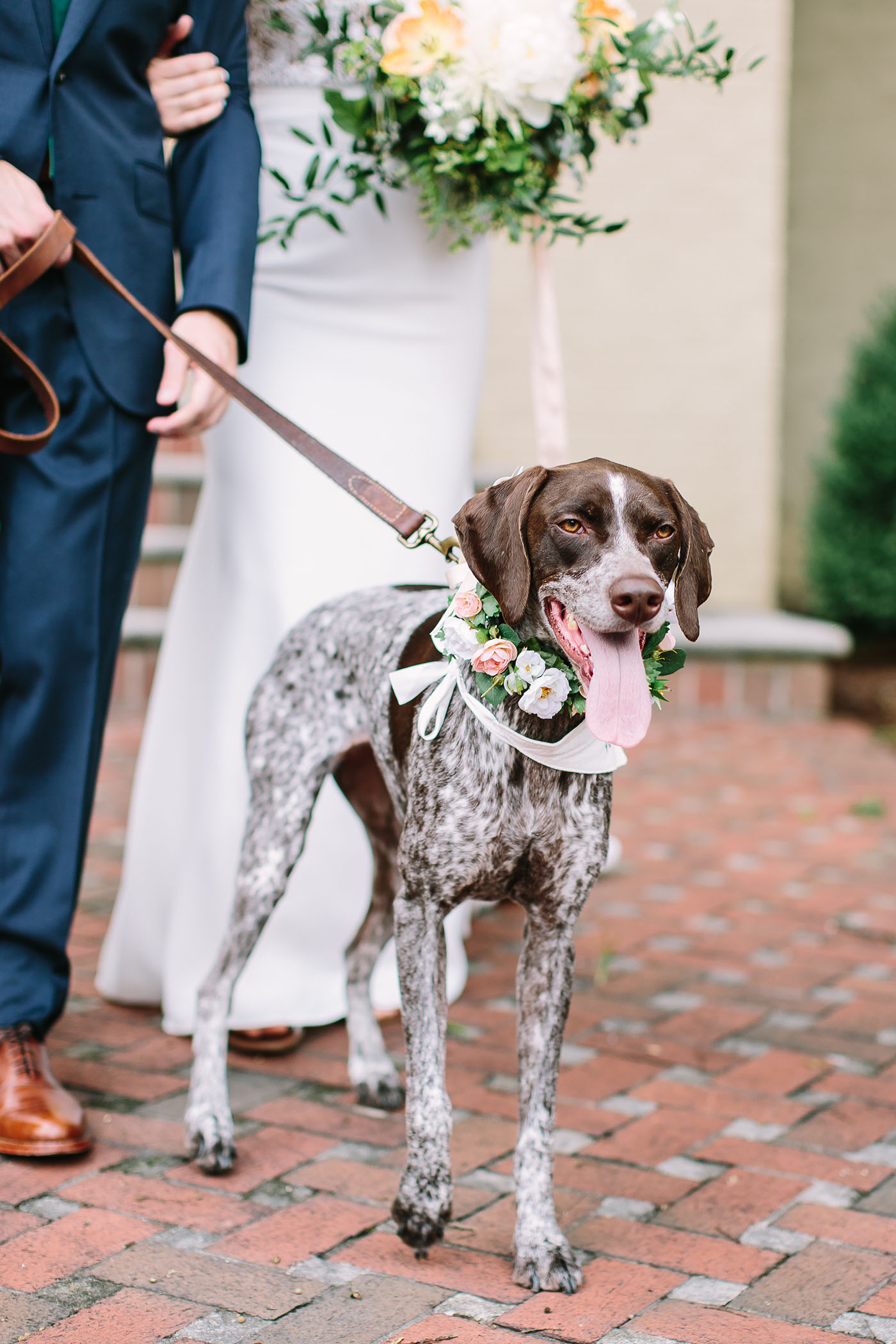 Wedding Dog, Hallie